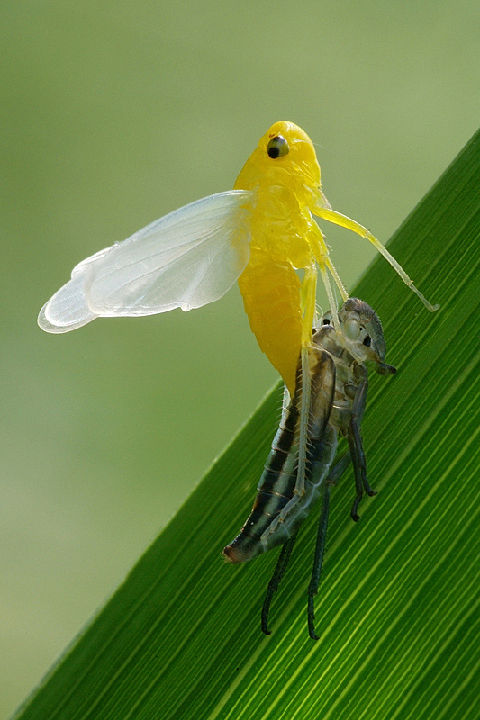 Sfarfallamento di Cicadella viridis